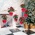 Белоснежная коллекция! Белоснежная коллекция!