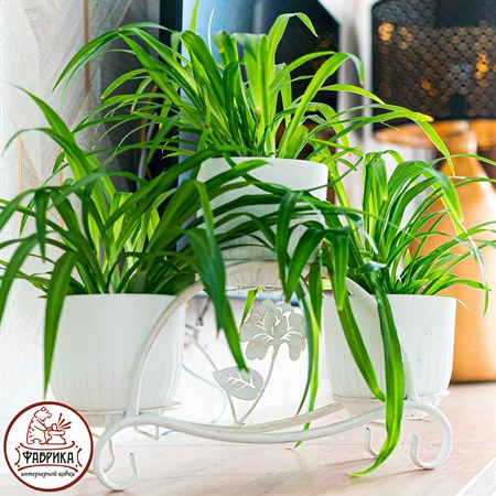 для 3 растений